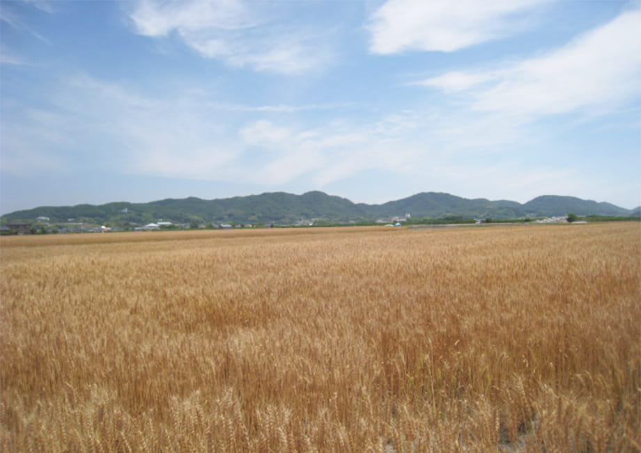 広大な小麦畑